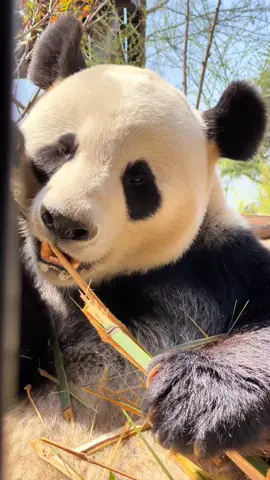 #forypupage #viralshorts #cuteanimals  #@every#pandaboom