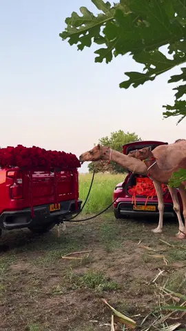 يحق لك الورد ياسمحة❣️.                                                                                                                                             . #fypシ #fyp #viral #oman 
