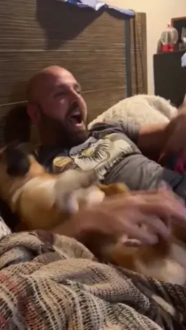 #talking #voiceover #funnyvideos #animals #dogsoftiktok 
