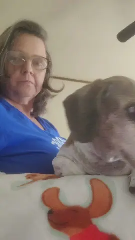 #missperiwinkle #piebalddachshund #mydogdoesthisthing #dachshundsrule 