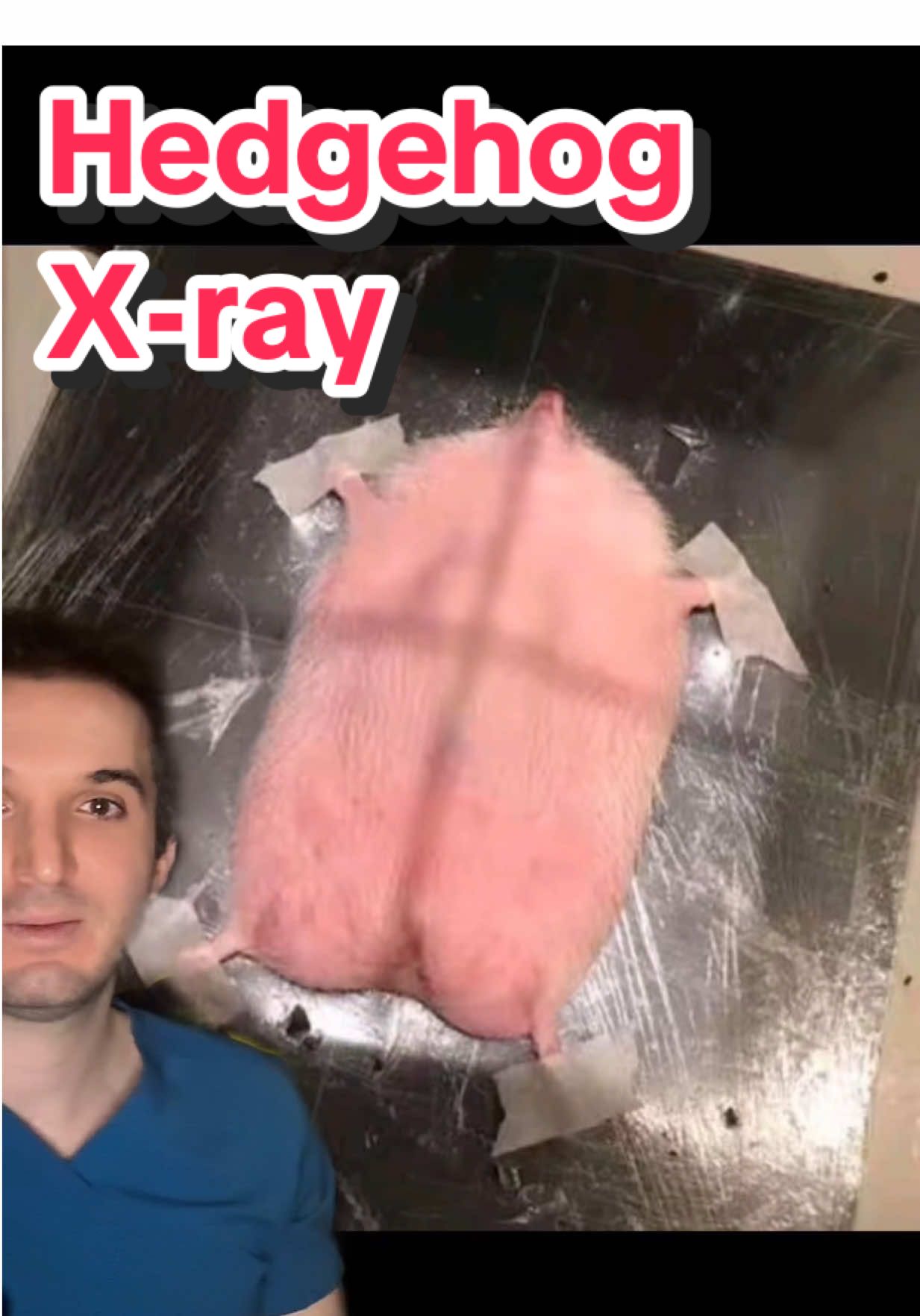 Hedgehog X-rays 101 🦔  @Dr. Rachel Siu    #hedgehog #veterinarian #vetlife #vetmed #exoticpets #PetsOfTikTok #animalvideos #cuteanimals #adorable #doctor #doctors #medicine #healthcare #medicalschool #medschool #medicalstudent #medstudent #doctorlife #wearfigs #radiologia #radiologist #radiology #xray #InstaMed #doctorsofinstagram #HealthEducation #MedicalEducation #meded #MedStudentLife #medicalfacts #EducationalContent #healthtips #medtok #LearnOnTikTok #doctorsoftiktok 