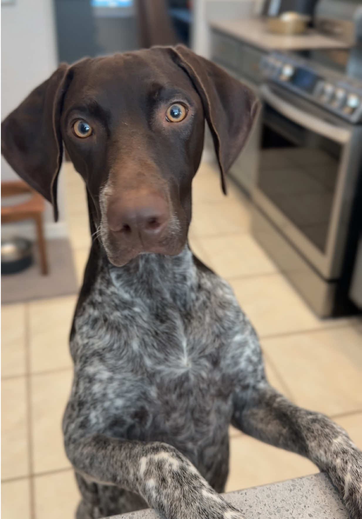 German short haired pointer puppies have the best personalities and expressions 😆  #germanshorthairedpointer 