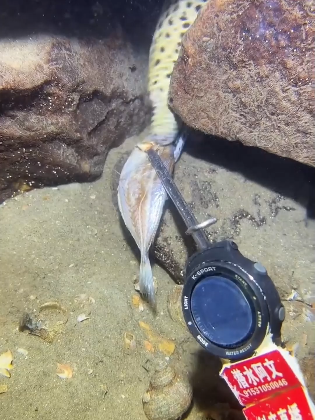 #fishing #eels #diving #crab #lobster #beach #deepsea #nemo #catchthesea #nature #sea