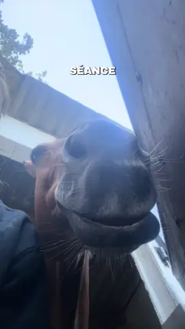 Je crois qu’à la fin scosco a adoré les bisous 😂 #cheval #equitation #centreequestre #cavalier #ecurie 