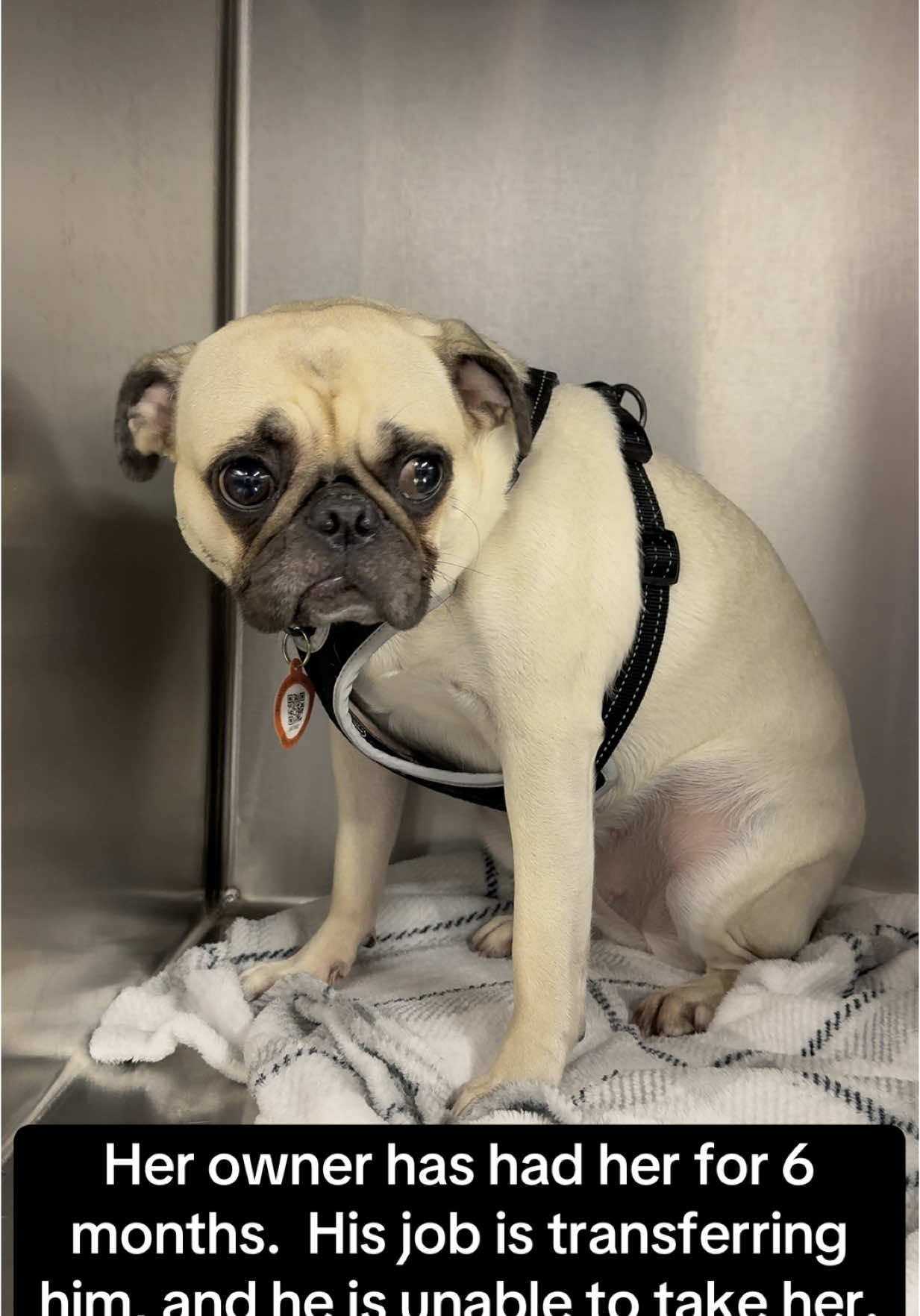 Squishy is a 2 year old female pug.  Her owner got her from a friend  6 months ago, but now his job is transferring him and he can’t take her.  She is terrified in the shelter.  Her eyes are sad, and her body shakes continuously.  She is so confused as to how she ended up here.  She probably thinks she did something wrong.😞  She is a sweetheart, and friendly.  Can you help us find Squishy a foster or forever home by liking, following, commenting, and sharing this post?🙏🏼 #pawportunities #rescue #shelter #animal #animalrescue #animalshelter #adoptdontshop #adoptme #adopt #fosteringsaveslives #foster #kansas #missouri #kansascity #midwest #heartland #dog #puppy #pug #loss #grief 