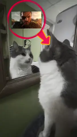 #mgs #cat #hideokojima #bigboss #catsoftiktok @mafiaserega 