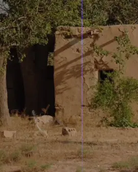 يَوْمَ تَجِدُ كُلُّ نَفْسٍ مَّا عَمِلَتْ مِنْ خَيْرٍ مُّحْضَرًا  #الشيخ_سيد_سعيد  #قران_كريم #quran  #سوره_ال_عمران