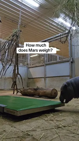 Mr. Mars is getting big! #mars #pygmyhippo #babyhippo #kansas #animalencounters 