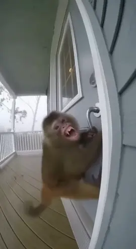 When the universe says: ‘Let go and fly‘ 💨😂 #MonkeyMeme #FunnyAnimals #RelatableTok #WindFail #ViralVideo 
