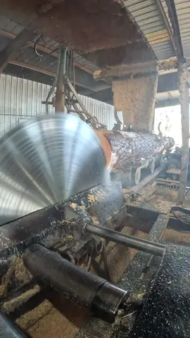Cutting a 24-foot Southern Yellow Pine log on the mill with a 66” solid-tooth circular saw and a Cox Bros carriage in full motion! This beast of a saw roars through the wood at high speed — pure old-school power and precision. Nothing like the sound of steel meeting pine! 🔥🌲  #SawmillLife #SouthernYellowPine #BigLogCutting #WoodworkingCommunity #CoxBrosCarriage