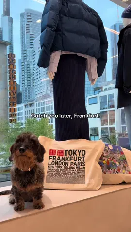 Hallo Frankfurt, there is a new sausage dog in town! Join Otto for a tour of the latest UNIQLO Biebergasse location. We hope to see you tomorrow for the grand opening. #UNIQLO #Storetour #Newstore #frankfurtammain #fyp 
