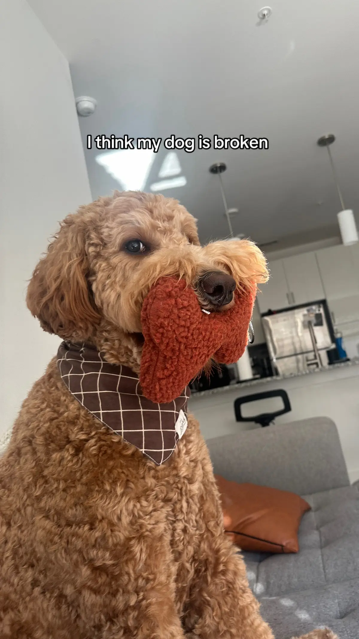 He was just frozen like this 😂 #dog #dogsoftiktok #funnydog 