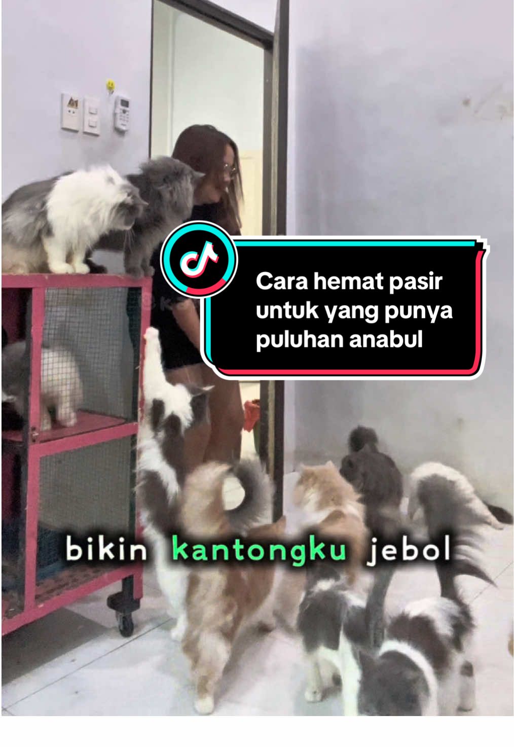 Trik hemat pasir dari aku yg punya puluhan anabul dirumah #odorshield #odorshieldprotema #protema 