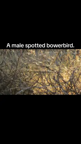 A male spotted bowerbird. #wildanimals #wildlife #documentary #trending #viral 