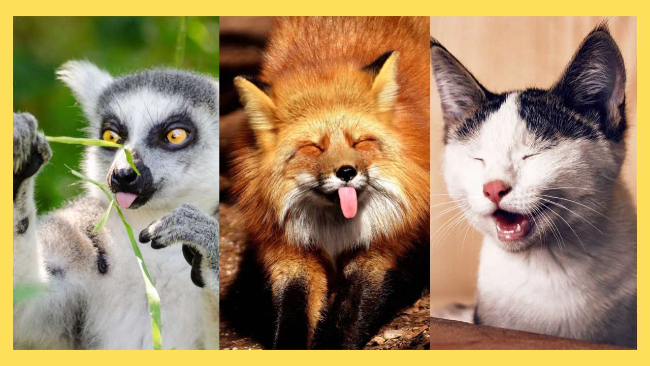 A journey across the animal kingdom #psychology #animals #documentary #videoviral @Animals world @animaltracks 