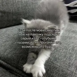 #котенок #рекомендации #реки #щитпост #щп 