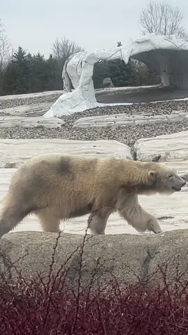 Clearing my drafts #clearingmydrafts #detroitzoo #zoo #polarbear #fyp 