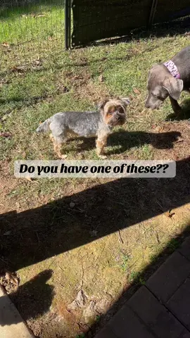Yorkies are the best! Super loyal and loving puppies. #dog #dogs #yorkies 