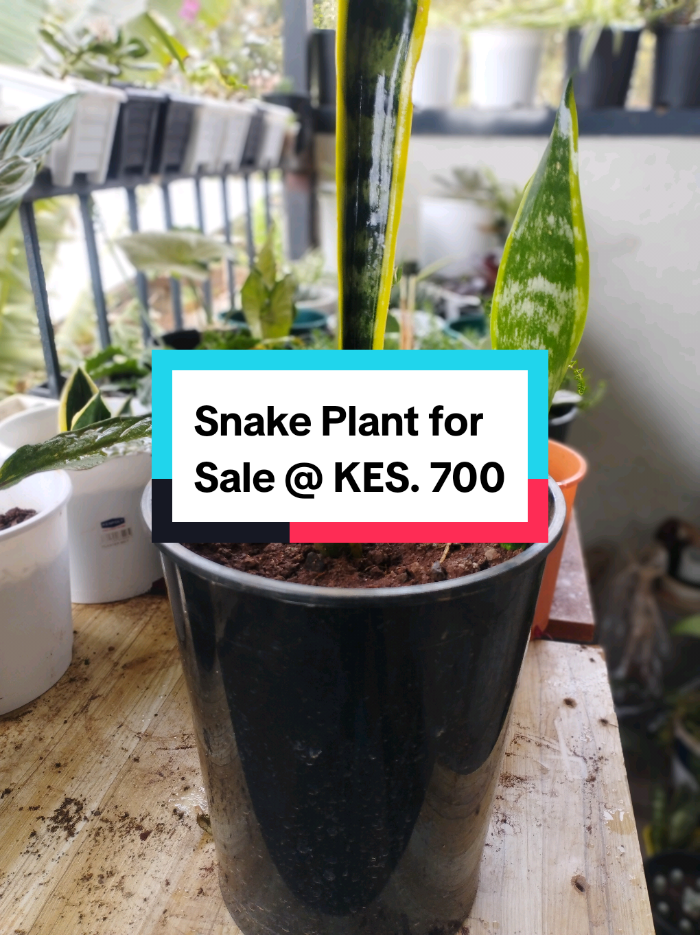 Get this Snake Plant (Sansevieria Laurentii) with pups coming up at only KES. 700 Comes in a black planter and free white decorative pebbles to brighten up your space. while purifying your air, day and night. Free delivery along Waiyaki Way and Nairobi CBD.  #TheBalconyGarden #PlantParent #PlantsforSale #nairobikitokers #fyp