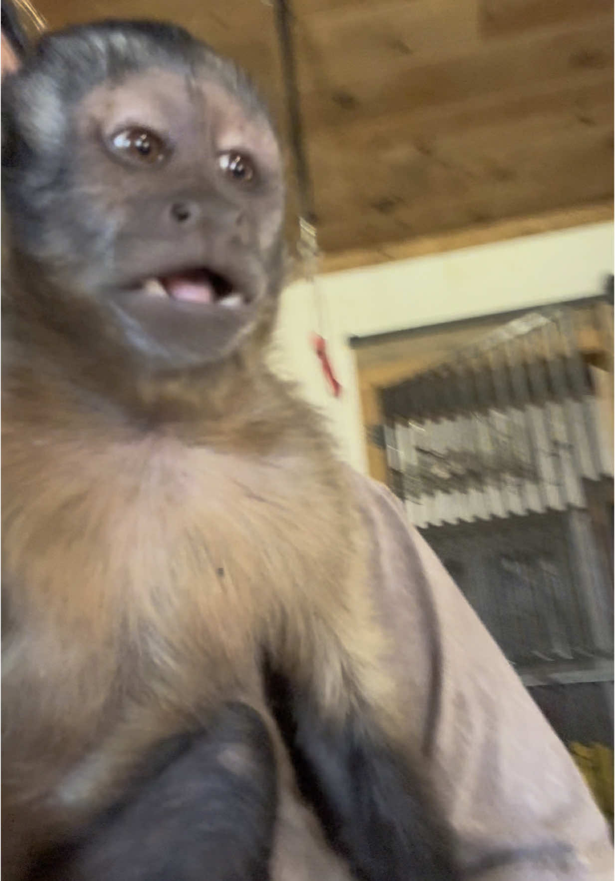 Bear’s great escape from the monkey tunnel. He’s just too smart for his own good🤣