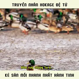 Danh tính kẻ săn mồi nhanh nhất hành tinh | Truyền nhân Hokage Đệ Tứ #funnyanimals #facts #xh