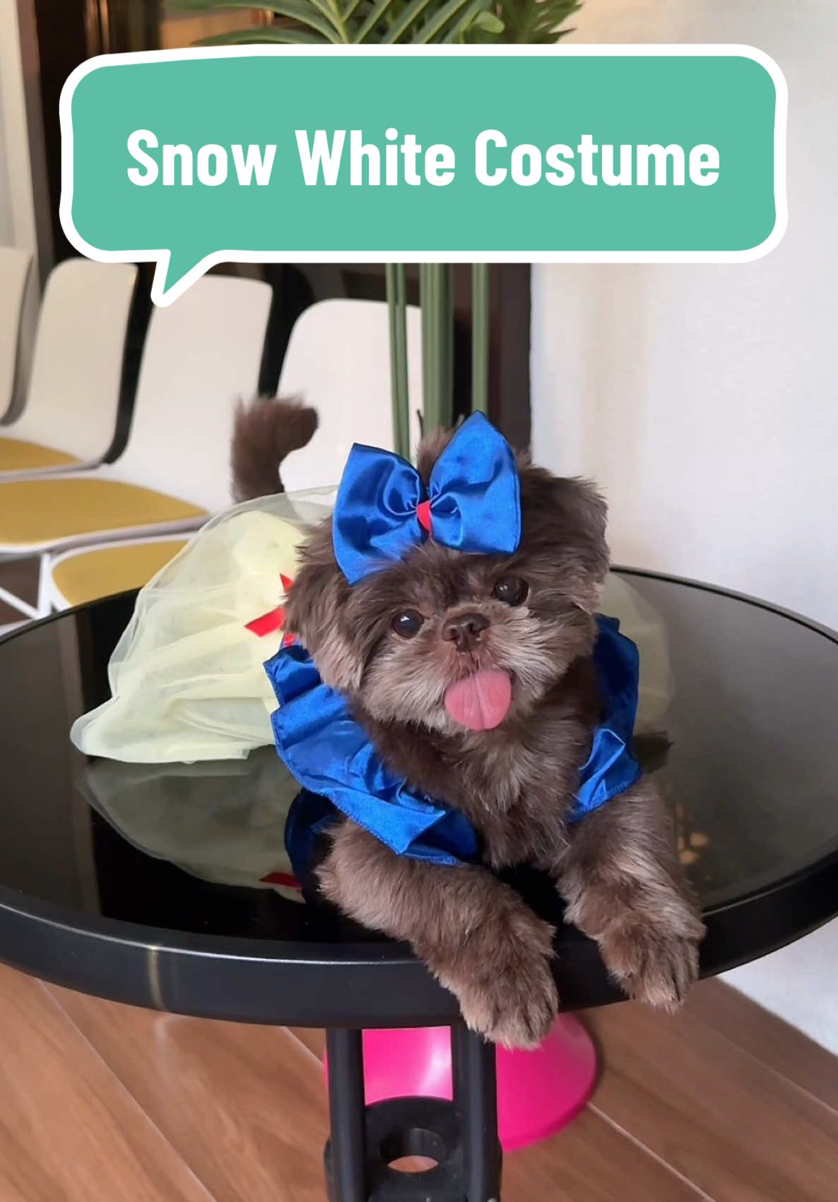 Ang classy ng Pet Princess Halloween Costume! Perfect for your furbaby girl! 👸🏼 #doghalloweencostume #petdress #petdressup #dogdress #dogdressup 