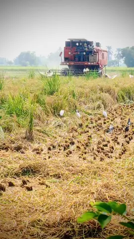 #CapCut #bhai #arainagriculture00 #Arainagro #viral 