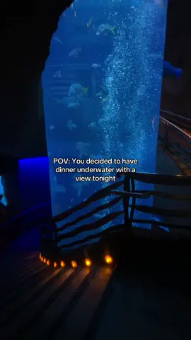 Dinner Underwater with a view like this?! It was so surreal🤍 Downtown Aquarium (Aquarium Restaurant) #downtownaquariumhouston #underwaterdining #houstoneats #houstonfoodie #downtownhouston    