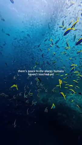 The ocean doesn't need words to remind us what's worth protecting 💙 🎥: @alohadivers_okinawa