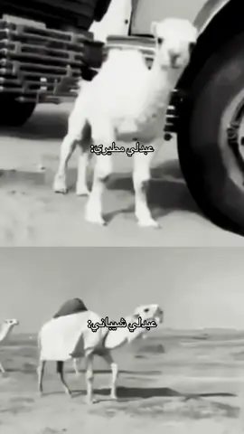 #اكسبلورexplore #العتيبي #المطيري #الشيباني #العبدلي 