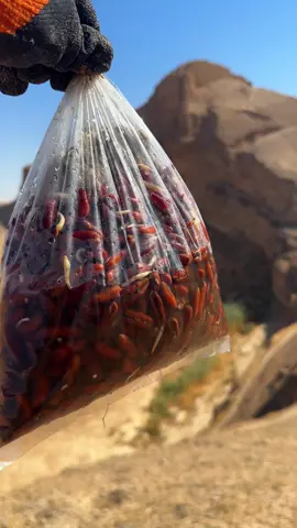 زرعنا نواة تمر في وادي قصر البنت، فالماء يمر فيه في الشتاء وتبقى رطوبته في الصيف، وإن شاء الله نصور لكم في المستقبل نخيلاً🌴 #نزرع_الأمل #زراعة #النخيل 