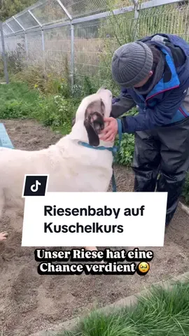 Dem weitverbreiteten Klischee, dass Schmusehunde stets klein und zierlich sein sollten, können wir ein Ende setzen. Denn unser Big Boy Keano beweist auf die liebenswürdigste Art und Weise, dass auch ein großer Hund herausragende Kuschelqualitäten besitzen kann 🥰 Der dreijährige Traumhund mit einer imposanten Schulterhöhe von etwa 65 – 70 cm ist ein unfassbar sanftes Wesen mit einem großen Herzen für Menschen 🧡 und auch mit seinen vierbeinigen Kollegen versteht er sich blendend! Ein ländliches Grundstück mit eingezäuntem Garten wäre der absolute Traum für Keano 🐾 Sein Leben spielt sich derzeit auf 2 qm ab, das soll sich schleunigst ändern! Kannst du mit einer Pflege-/Endstelle helfen? 💌 Melde dich bei kontakt@einherzfuerstreuner.de oder fülle direkt die Selbstauskunft auf der Homepage aus 👉einherzfuerstreuner.de #adoptdontshop #tierschutz #animalrescue #zuhausegesucht #romania   