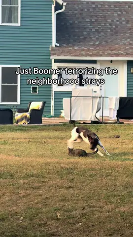 Yes this is the same cat the straight murdered a squirrel on camera a couple weeeks ago. #dogtok #gspsoftiktok #straycat #havoc 