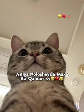 Love sar😂❤️#meliss😍🙌🏻 #viralvideos #fyppppppppppppppppppppppp #funnyvideos #foryoupage 