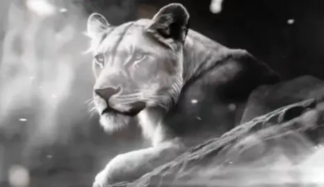 سكوت رجل وصمته خطر #اقتباسات #tiktokarab #viral #ترند #حالات 