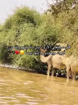 #الشعب_الصيني_ماله_حل😂😂الديره🎓 #تمنراست_عين_صالح_اليزي_جانت_ادرار #تمنراست_ادرار_غرداية_ورقلة_اليزي_تندوف #موفاضيه_اكتب_هاشتاق 