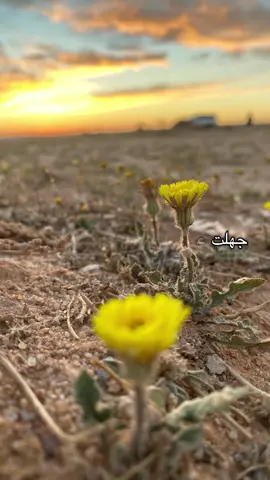 جهلت عيون الناس مافي داخلي المنشد عبدالله المهداوي رحمه الله #اكسبلورexplore 