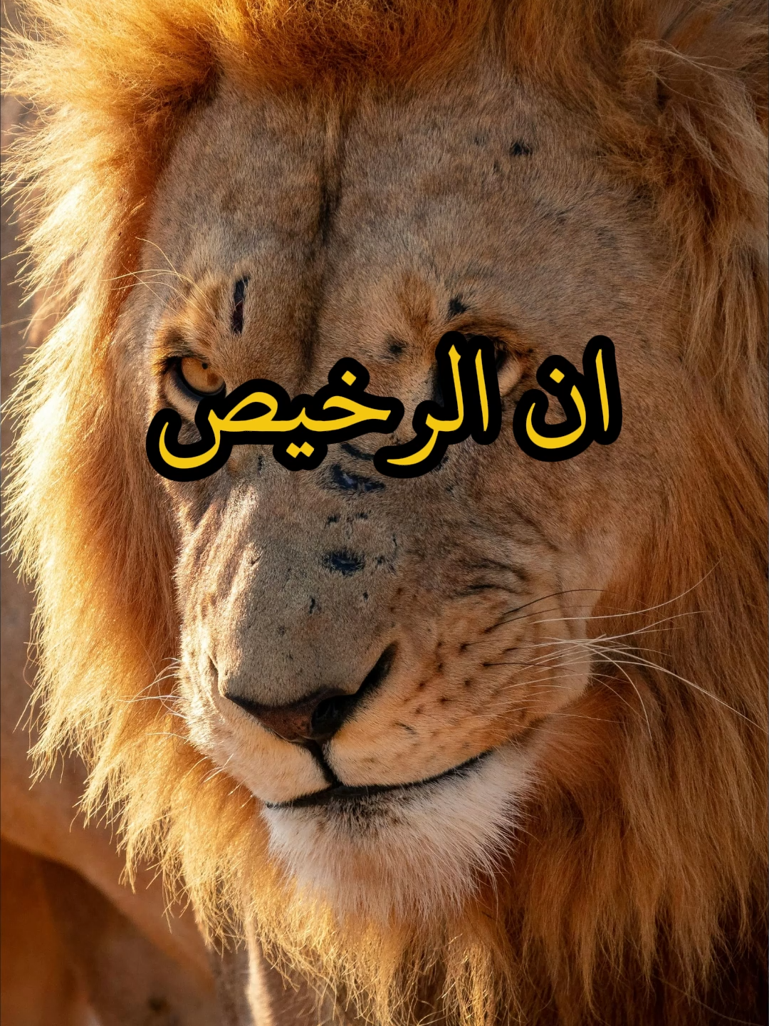 إن الرخيص إذا وجد البديل  #اقتباسات #حكمة #خواطر #اكسبلور #نجاح #علم_النفس #تطوير_الذات #كلام_من_ذهب #اطمئن #اقتباسات_عبارات_خواطر #تحفيزات_إيجابية #اللهم_صل_وسلم_على_نبينا_محمدي_على_نبينا_محمد #fyp #explore #viral_video #psychology #motivation