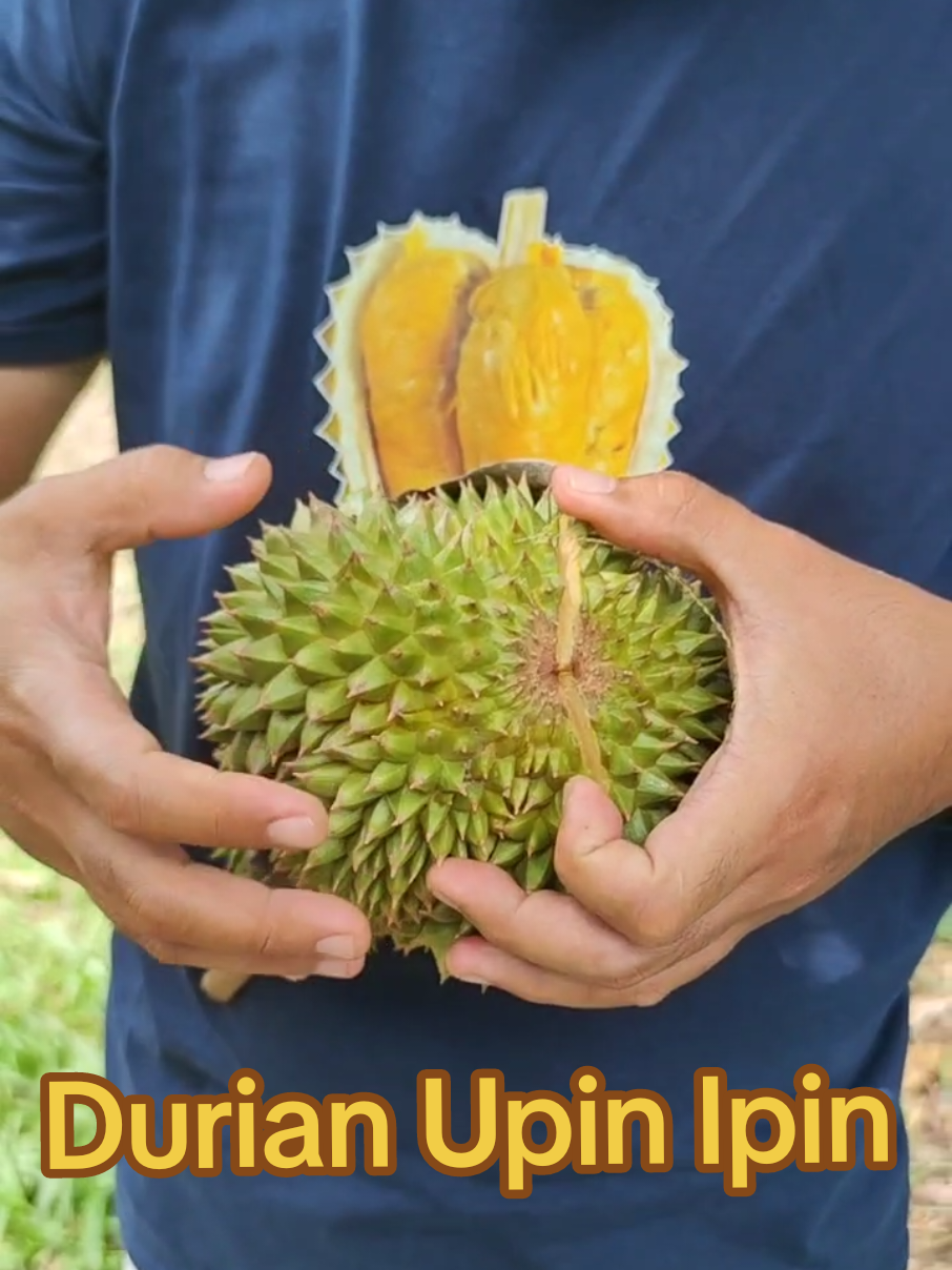 Malaysiannya Hulu Sungai Tengah. 😊🤤🤤🤤💦💦💦🙏🔥 Durian Upin Ipin Musangking, dari Haruyan / Hapulang, Barabai. 😊💦🤤 Mari menanam & berkebun durian / Mantuala. 🙏 #durian #upinipin #musangking #barabai #mantuala 