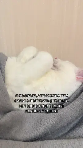 #cat #кот #catsoftiktok 