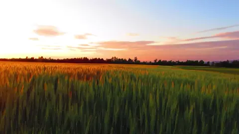 هذه الآية جامعة لحسن الخلق مع الناس، وما ينبغي في معاملتهم، فالذي ينبغي أن يعامل به الناس، أن يأخذ العفو، أي: ما سمحت به أنفسهم، وما سهل عليهم من الأعمال والأخلاق، فلا يكلفهم ما لا تسمح به طبائعهم، بل يشكر من كل أحد ما قابله به، من قول وفعل جميل أو ما هو دون ذلك، ويتجاوز عن تقصيرهم ويغض طرفه عن نقصهم، ولا يتكبر على الصغير لصغره، ولا ناقص العقل لنقصه، ولا الفقير لفقره، بل يعامل الجميع باللطف والمقابلة بما تقتضيه الحال وتنشرح له صدورهم. وَأْمُرْ بِالْعُرْفِ أي: بكل قول حسن وفعل جميل، وخلق كامل للقريب والبعيد، فاجعل ما يأتي إلى الناس منك، إما تعليم علم، أو حث على خير، من صلة رحم، أو بِرِّ والدين، أو إصلاح بين الناس، أو نصيحة نافعة، أو رأي مصيب، أو معاونة على بر وتقوى، أو زجر عن قبيح، أو إرشاد إلى تحصيل مصلحة دينية أو دنيوية، ولما كان لا بد من أذية الجاهل، أمر اللّه تعالى أن يقابل الجاهل بالإعراض عنه وعدم مقابلته بجهله، فمن آذاك بقوله أو فعله لا تؤذه، ومن حرمك لا تحرمه، ومن قطعك فَصِلْهُ، ومن ظلمك فاعدل فيه. تفسير السعدي #بدر_التركي #الأعراف 