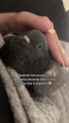 Piango 😭❤️‍🩹 #pigeon #piccione #fyp 