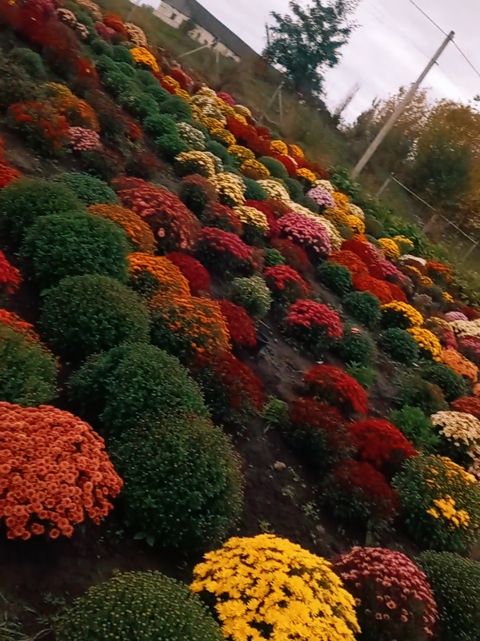 #хризантемамультифлора #хризантема 