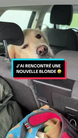 Bon bah toujours célibataire Starck 😅🤣🐾 #pet #pettiktok #dog #chien #chiendrole 