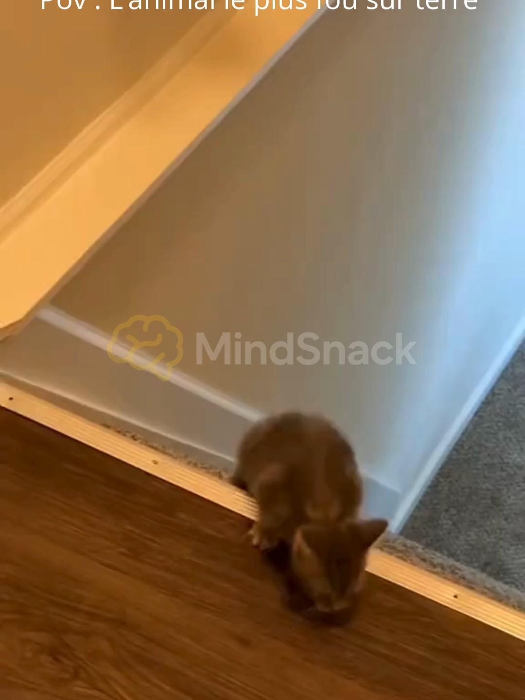 Pov  L’animal le plus fou sur terre 🤣 #insolite #pourtoi #shortsviral #humour #drôle #viral #foryou #chat #fyp #cat