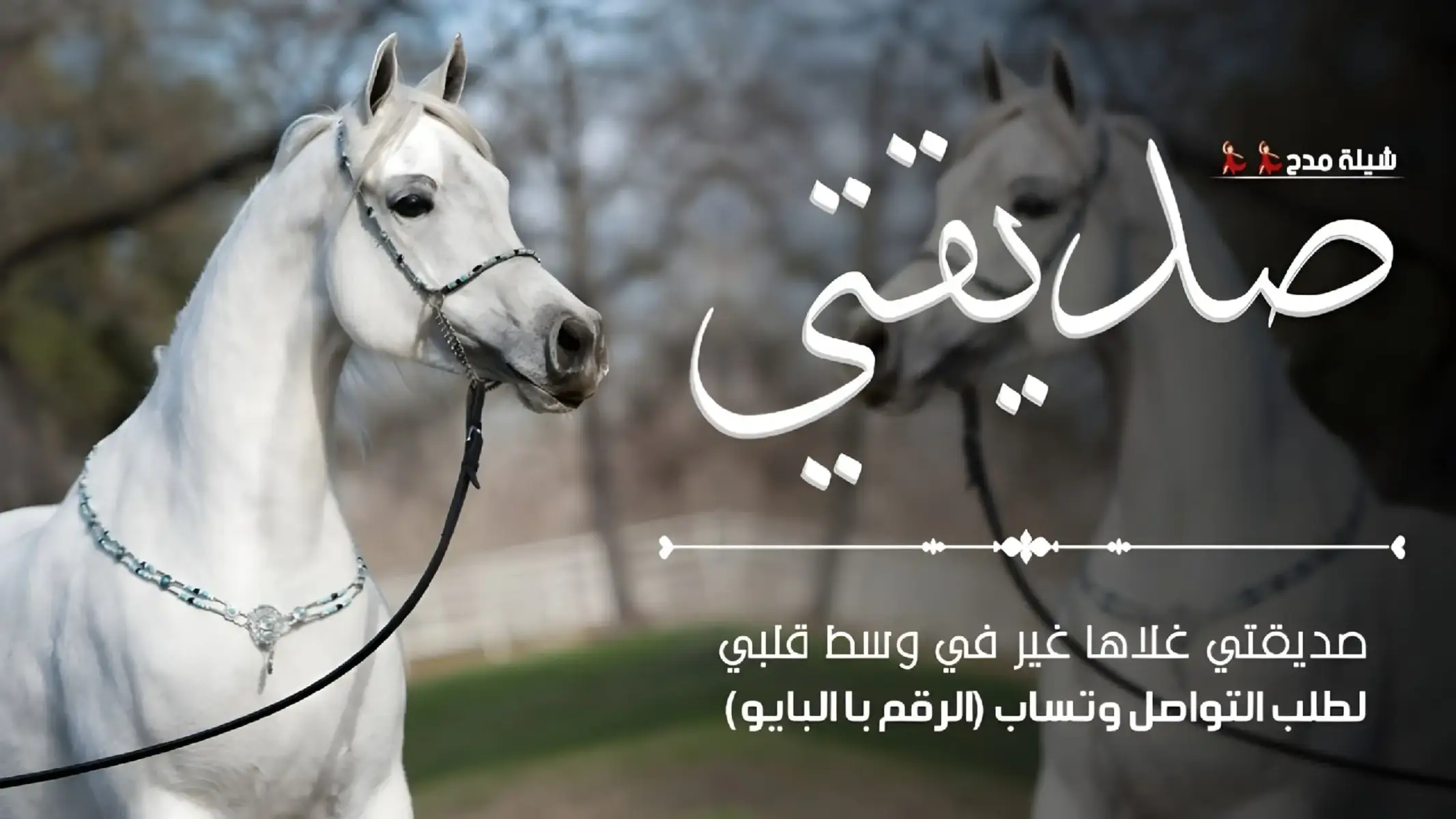 #شيلات_ترحيبيه_ترحيب_بالضيوف_شيلات_استقبال_خوات_العروس_خوات_المعرس #شيلة_عروس_رقص_شيلات__شيلات_مدح #شيلات_ام_العريس_السعوديه🇸🇦_الكويت🇰🇼_اكسبلوررر__ام_العروس_الرياض #الرياض_جده_مكه_الدمام_المدينه_اكسبلور_ترند_شيلات_زواج  #شيلات_عريس_شيلات_مولود_شيلات_تخرج 🎓