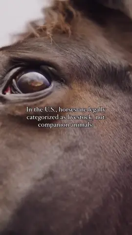 #Horses are still legally defined as livestock in the U.S. according to the USDA. That means no legal requirement for shelter. No protections from slaughter. No recognition of their emotional lives. Just property, to be sold, traded, or discarded. At haven, we know better. We’ve seen fear in their eyes. We’ve seen relief, joy, and trust return. We know they feel it all. This week, we head back to the Bowie auction. To bear witness. To offer dignity. To fight for one more life the system has left behind. Until the laws change, we’ll keep showing up. If you want to help, now’s the time. Link 🔗 in bio#equestrian #adoptdontshop #AnimalRescue #endhorseslaughternow 