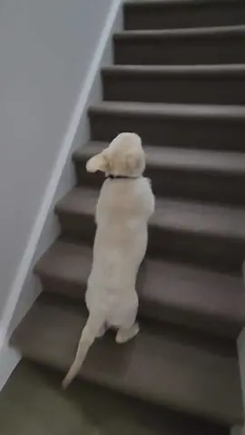 Norbert vs. stairs (ig norbynorbertthegolden) #dog 