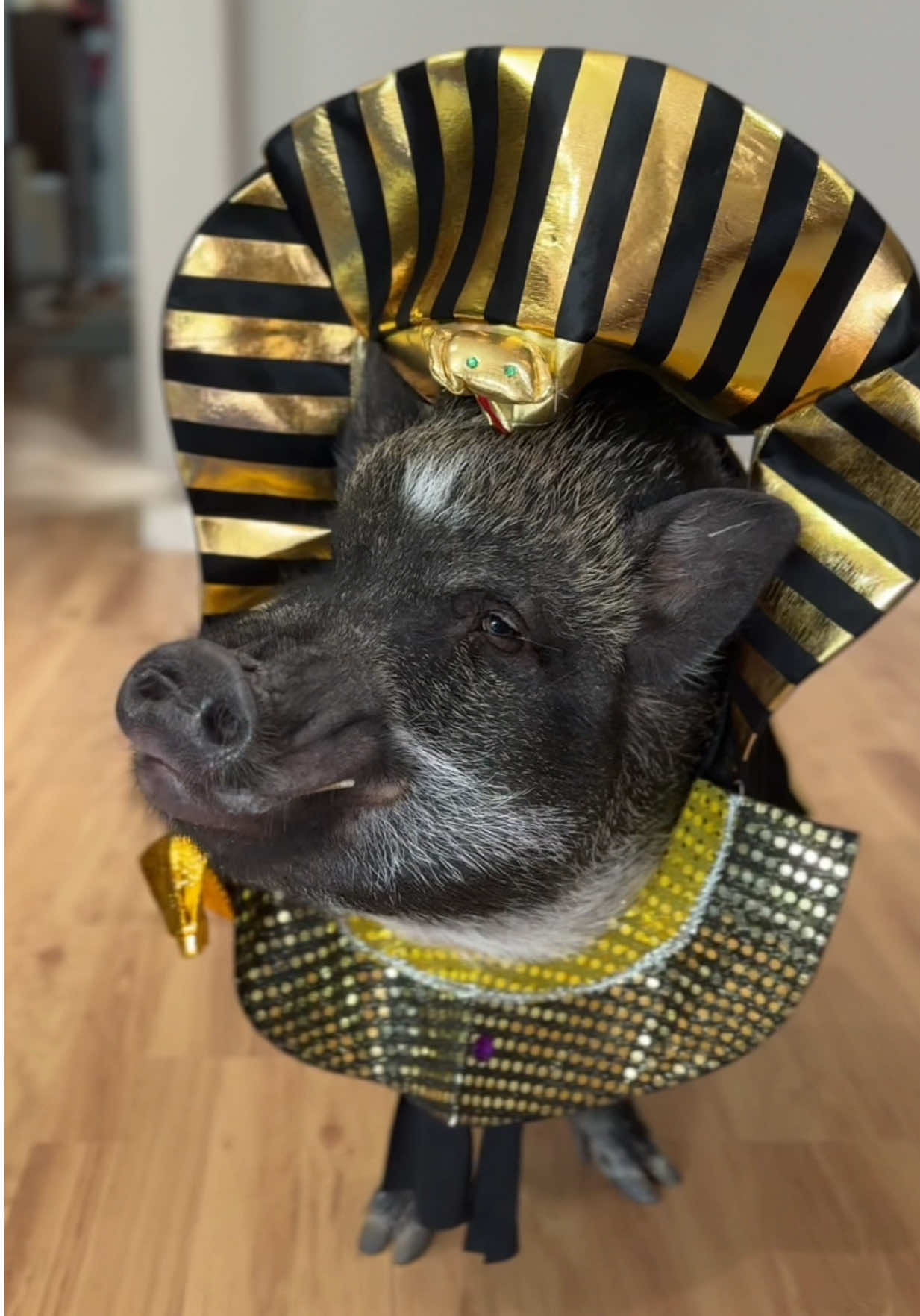The only “bacon” we like in this house is the money-making kind 😌 To celebrate the release of EXCLUSIVE Rakin’ Bacon games on @BetMGM Casino , Merlin wanted to dress as his favorite character, Cornsquealius. Which fit is your big winner? 🐽💰 #casinofun #slots 