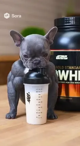 Is this how you promote something or what? #pibble #protein #sora #ai #gym 